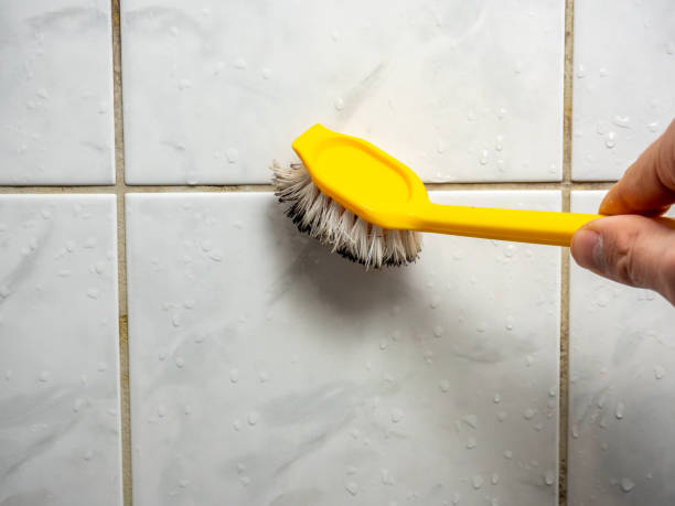 Mold Removal Process in Ak Chin Village, AZ