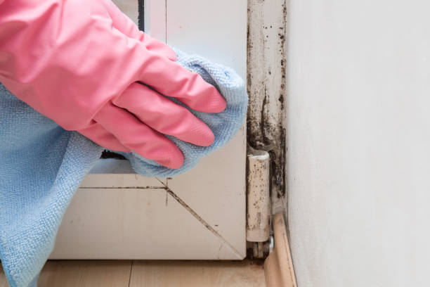 Attic Mold Removal in Ak Chin Village, AZ