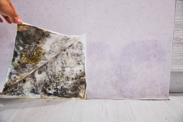 Office Mold Removal Services in Ak Chin Village, AZ